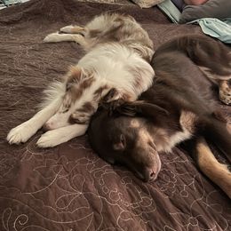 Australian Shepherds from Running Thunder Aussies