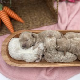 Maltipoo Puppies from Grassy Meadow Pups