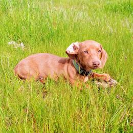 Cherry - Dachshund