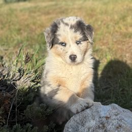 Australian Shepherd Puppies from DeVos Australian Shepherds