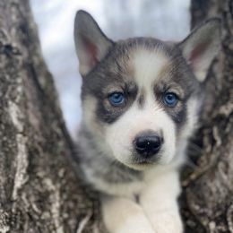 Siberian Huskies from Joyful Willow Farm Huskies