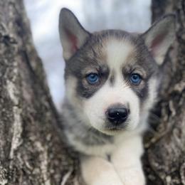 Siberian Huskies from Joyful Willow Farm Huskies