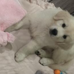Golden Retriever Puppies from Chrysanthos Golden Retrievers