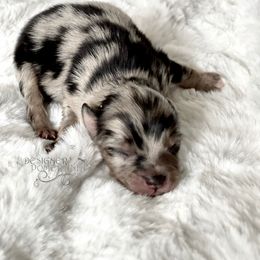 Pomeranian and Pomsky Puppies from Designer Pomeranians