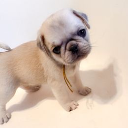Charlie - Yellow Collar - Silver Pug puppy in Hereford, Arizona from Broken Road Ranch Pugs