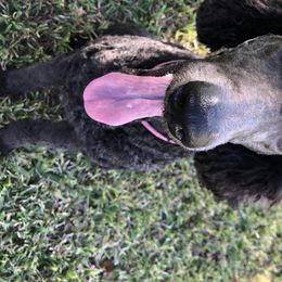 Maebi Jane - Poodle