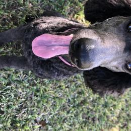 Maebi Jane - Poodle