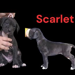 Scarlet - Black female Great Dane puppy in Brookings, South Dakota from Debonair Danes