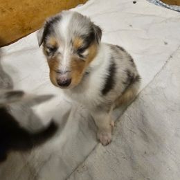 Collie Puppies from Katrina's Collies