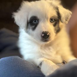 Miniature Australian Shepherd Puppies from Peace Creek Aussies