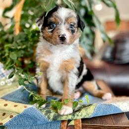 Brother - male Australian Mountain Doodle puppy in Randolph, Utah from Dry Canyon Pups