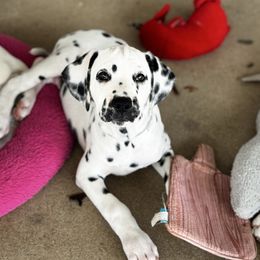 Aqua Collar HUA - White and black male Dalmatian puppy in Hawkins, Texas from Snow Dalmatians