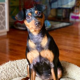 Kali - Miniature Pinscher