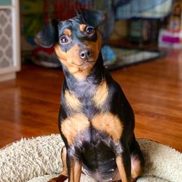 Kali - Miniature Pinscher