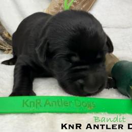 Bandit - Black male Labrador Retriever puppy in Grants Pass, Oregon from KnR Antler Dogs