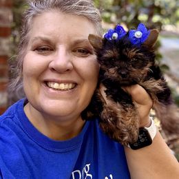 Unicorn (red band) - Black and gold female Yorkshire Terrier puppy in Tangipahoa County, Louisiana from Riche’ Louisiana Yorkies