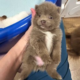 Penny - Blue parti female Pomeranian puppy in Plano, Texas from Pom Frenzy