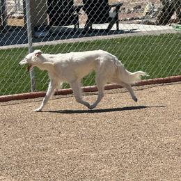 Tzatziki - Silken Windhound