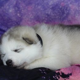 Kora - Gray and white female Alaskan Malamute puppy in Independence, Virginia from New River Valley Malamutes