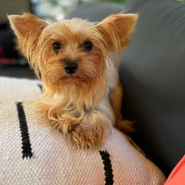 Sadie - Yorkshire Terrier