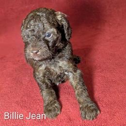 Billie Jean - Brown and tan female Cockapoo puppy in Sunset, Louisiana from Cano Cockapoos