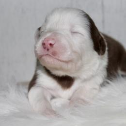 Pompompurin-1500 - Red tri-color male Australian Shepherd puppy in Star City, Arkansas from Circle P Farm Australian Shepherds