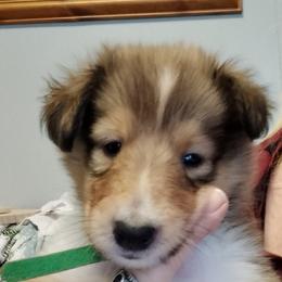 Lord Ragnar - Sable merle and white male Collie puppy in Elmhurst, Illinois from Stacey's Collies