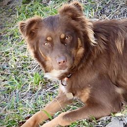 Ember - Australian Shepherd
