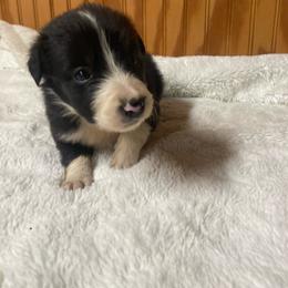 Poppy - Black and white female Border Collie puppy in Cleveland, North Carolina from Morning Glory Farm-border collies/Beyond Brilliant Dog Co.