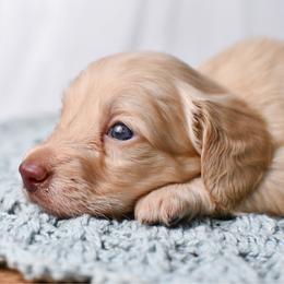 Cream - Cream male Dachshund puppy in Empire, Alabama from Heart of Dixie Kennel