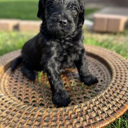 Goldendoodle Puppies from Cottonwood Farms