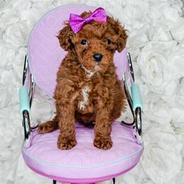 Goldendoodle and Poodle Puppies from Anytime Doodles