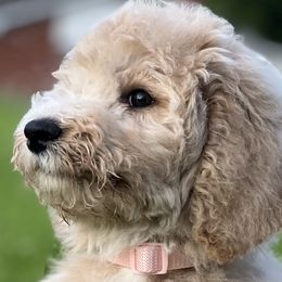 Goldendoodles and Poodles from Denikka Collins