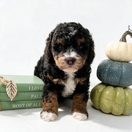 Anne - Tri-color female Bernedoodle puppy in Columbus, Montana from Montanas Mountain Bernedoodles