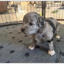 Girl 2 Aussie Doodle - Blue merle female Miniature Australian Shepherd puppy in Pensacola, Florida from TNT MINI AUSSIES