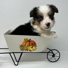Sherbet (fluffy) - Black and tan male Pembroke Welsh Corgi puppy in Waco, Texas from The Comma Corgis