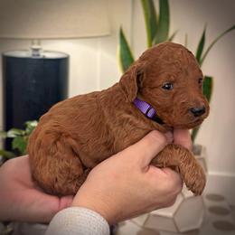 Purple Collar Girl - Red  female Poodle puppy in Modesto, California from Dry Creek Poodles