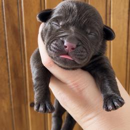 Tracker - Chocolate male Labrador Retriever puppy in Tomahawk, Wisconsin from Mahner Labs