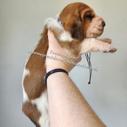 Purple collar - Mahogany and white female Basset Hound puppy in Alton, Illinois from Show Me Great Danes and Basset Hounds