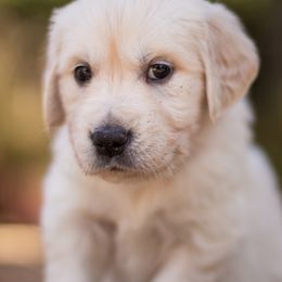 Golden Retriever Puppies from Big Rock Goldens