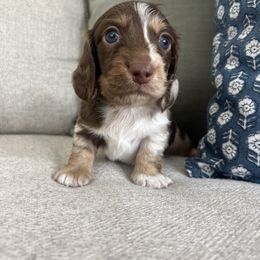Dachshund Puppies from Southern Pearl Doxies