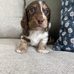Dachshund Puppies from Southern Pearl Doxies