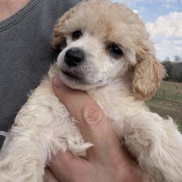 Kayce - White male Poodle puppy in Birmingham, Alabama from Stormborn