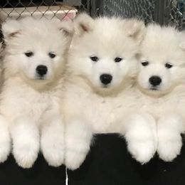 Samoyed Puppies from Kenjo Samoyeds