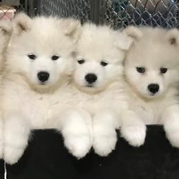 Samoyed Puppies from Kenjo Samoyeds