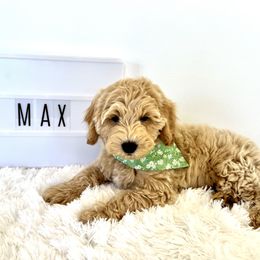 Boy 4 - Cream Goldendoodle puppy in Draper, Utah from CNC's Darling Doodles