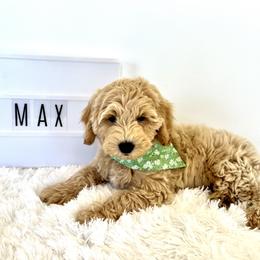Boy 4 - Cream Goldendoodle puppy in Draper, Utah from CNC's Darling Doodles