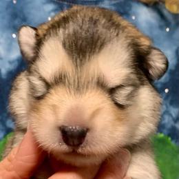 Tina - Gray and white female Alaskan Malamute puppy in Palmyra, Michigan from Illusion Kennel