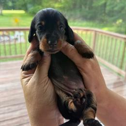 Girl Two - Black and tan female Dachshund puppy in Marinette/Green Bay, Wisconsin from Incahoots Smooth and Wirehaired Dachshunds
