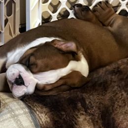 Bulldog Puppies from K&D Bulldogs